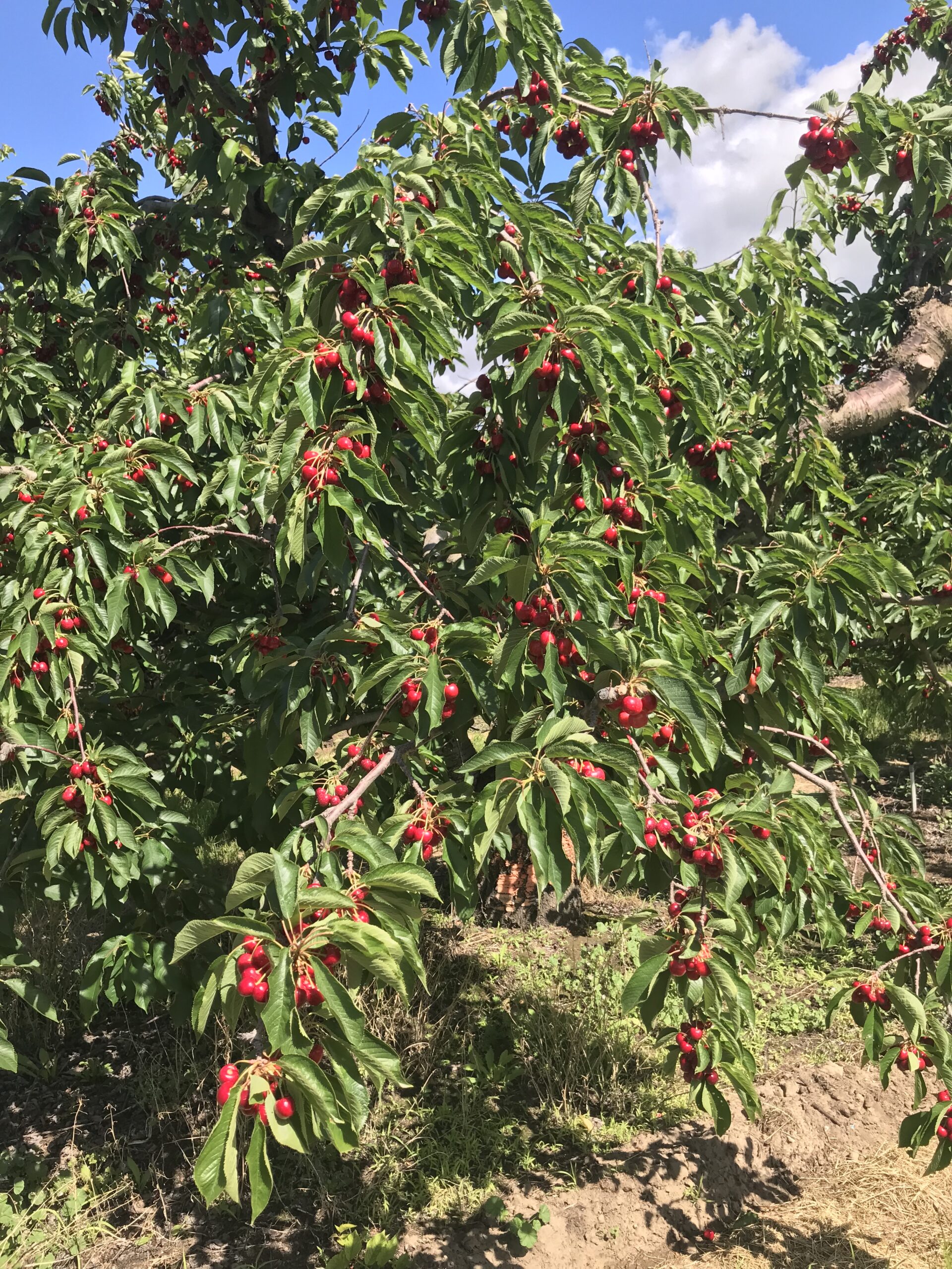 aerial application for orchard growers